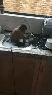 🍽