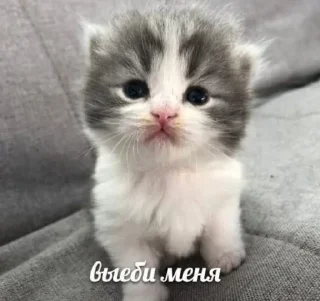 🥺