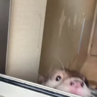 ✋