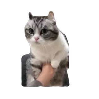 🫥