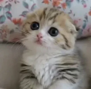 🐱