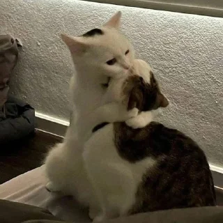 🤍