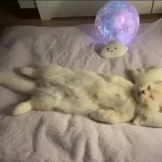 🐱