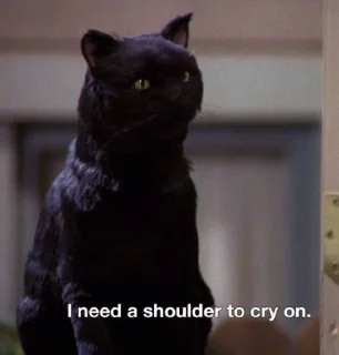 🐱