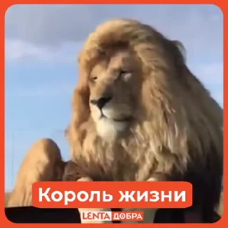 🦁