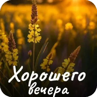 🌸