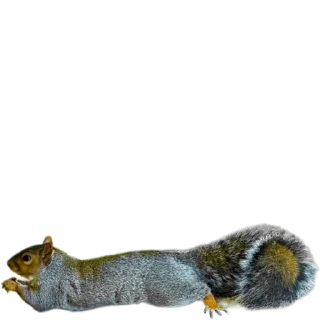 🐿️