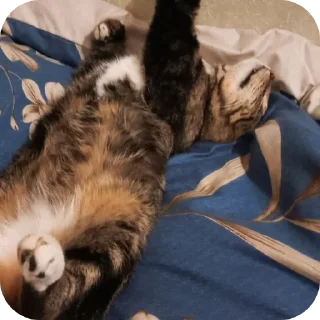 🐱