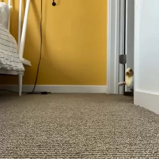 🔪