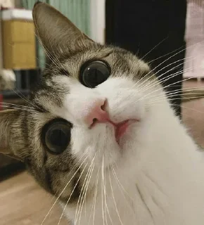 🧐