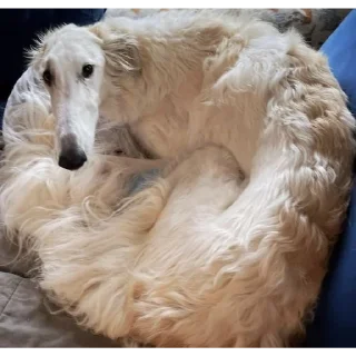 🥺