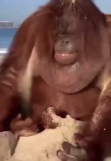 🐒