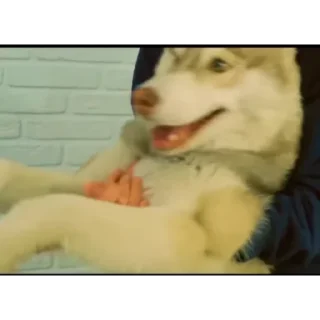 🛋