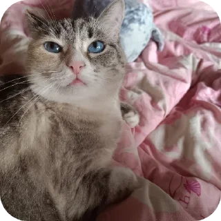 🐱