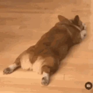 🐶