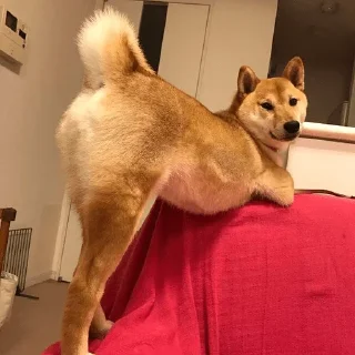 🍑