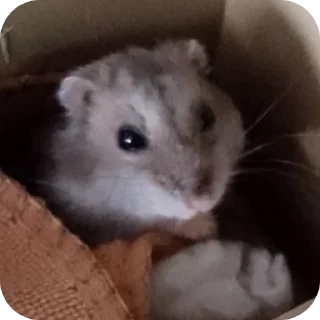 🐾