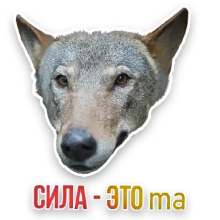 🐺