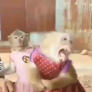 🤪