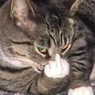 🐈‍⬛