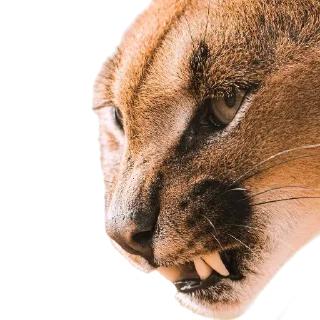 🦷