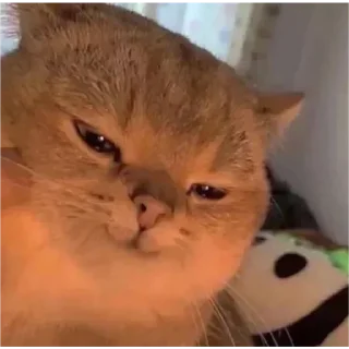 😎