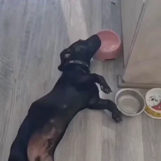 🐩