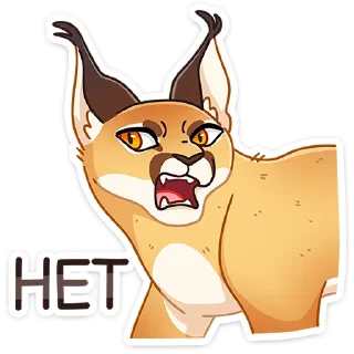 😼