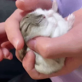 🐹
