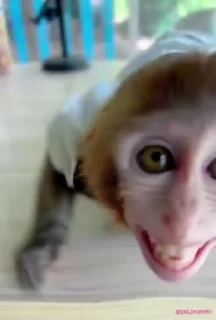 🐵