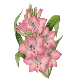 🌸