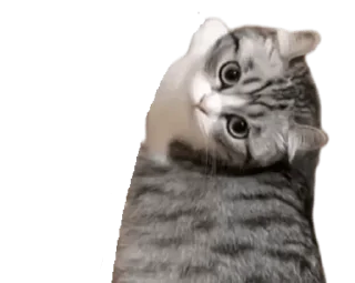 🐈