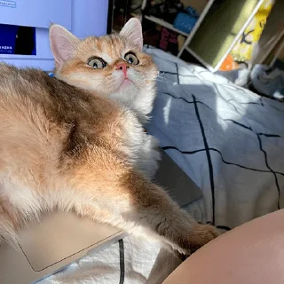 🤩