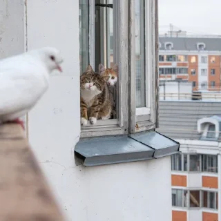 🤫