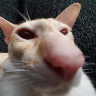 👃