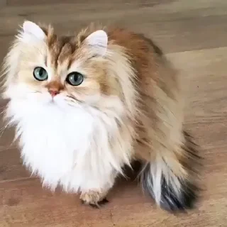 🥺