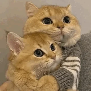 🫂