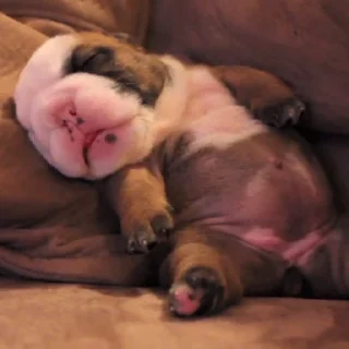 💤