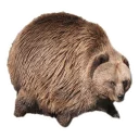 🐻
