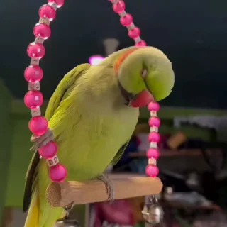 🤩