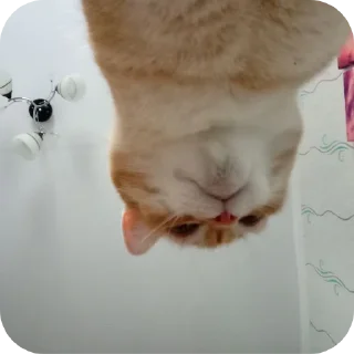 🐱