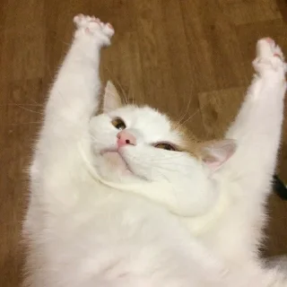 🙆‍♂️