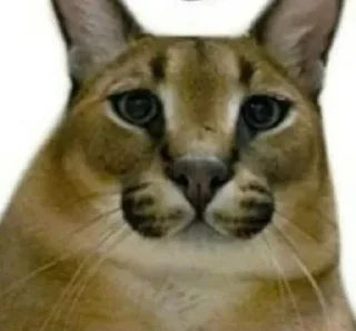 🐅