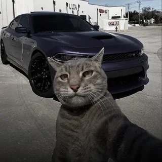 🐈‍⬛