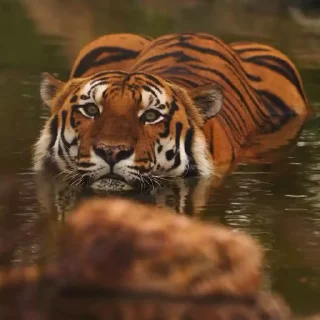 🤩