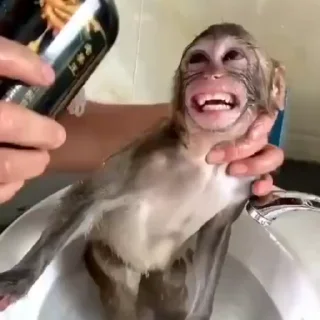 🐒