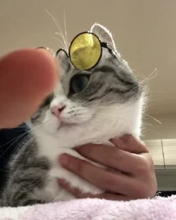🐈