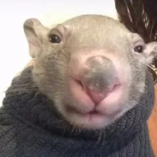 Ебло