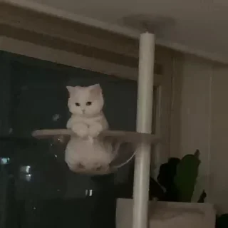 🐾