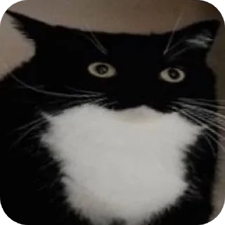 🐱